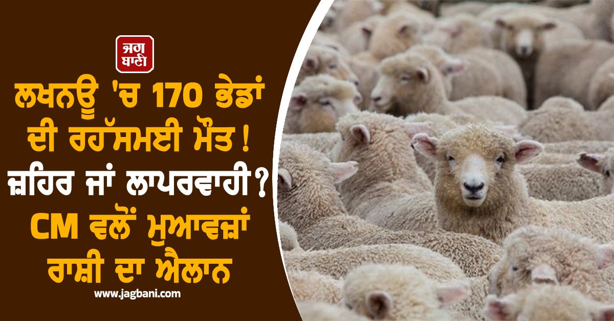 JagbaniOnline's tweet image. ਉੱਤਰ ਪ੍ਰਦੇਸ਼ ਦੀ ਰਾਜਧਾਨੀ ਲਖਨਊ ਵਿੱਚ ਰਾਸ਼ਟਰੀ ਪ੍ਰੇਰਨਾ ਸਥਲ ਨੇੜੇ ਲਗਭਗ 170 ਭੇਡਾਂ ਦੀ ਅਚਾਨਕ ਹੋਈ ਮੌਤ ਨੇ ਹਲਚਲ ਮਚਾ ਦਿੱਤੀ ਹੈ। ਇਸ ਘਟਨਾ ਨੇ ਪ੍ਰਸ਼ਾਸਨ, ਜਨਤਾ ਅਤੇ ਪਸ਼ੂ ਮਾਲਕਾਂ ਵਿੱਚ ਚਿੰਤਾ ਪੈਦਾ ਕਰ ਦਿੱਤੀ ਹੈ।
#170SheepDied #Poisoning #Negligence #CMYogi #CompensationAmount #Lucknow