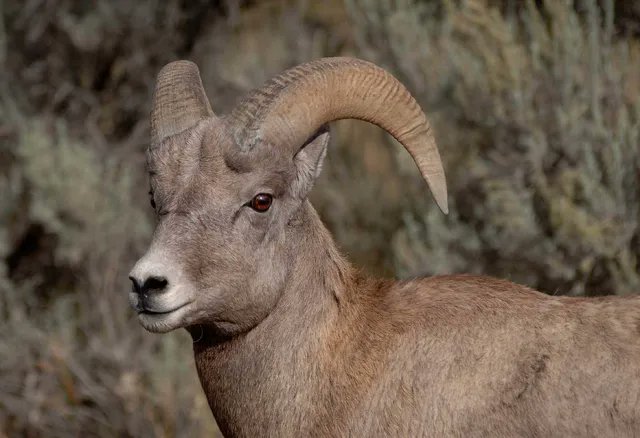 Wie offenbart sich Jesus Christus in den Geschichten, Symbolen und Prophezeiungen des Alten Testaments? Im neuen Beitrag: ‚Das Alte Testament – Ein Zeugnis für Jesus Christus‘ beleuchte ich diese Frage:

heiligederletztentage.org/blogs/lobis-sc…