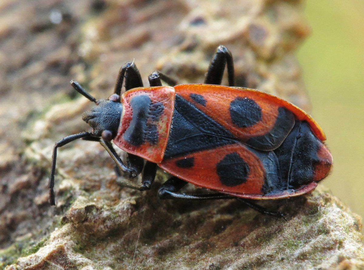 Panjan1972's tweet image. Overwinterende vuurwants in Rijssen. #ElkeDagEenInsect #wants #insect #macro #natuur #natuurfotografie