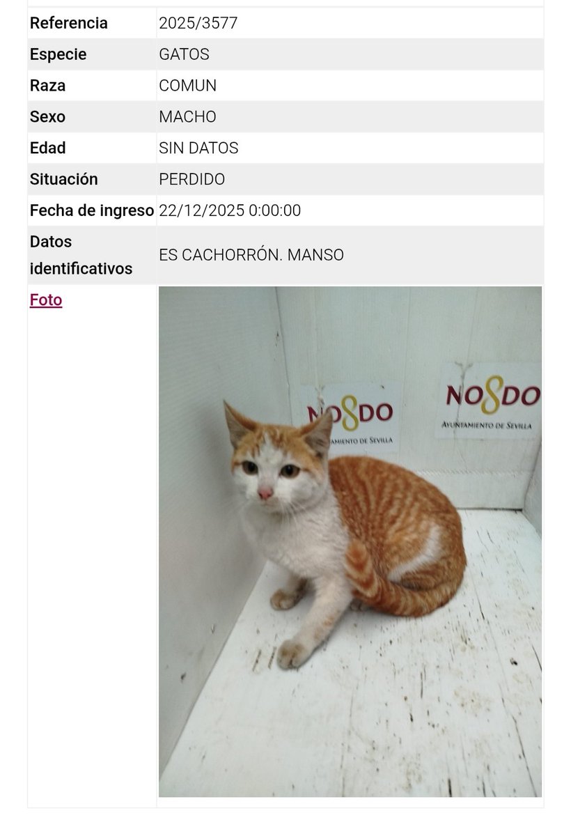 <a href="/Boni_Boni31/">Boni31</a> <a href="/aliccitana/">Mizo</a> <a href="/razzorbuzz/">Camarinheira 🐟</a> <a href="/Lobo_maltes/">José Exposito</a> <a href="/LaSevi6/">Teresa Sánchez</a> <a href="/losguapis/">losguapis</a> <a href="/Alejandra_v_c/">Alejandra🇪🇸💚</a> <a href="/beadifusiones/">AYUDA ANIMAL CHICO</a> <a href="/BurkManuela/">Manu Burk.</a> <a href="/Erta2017/">Erta</a> <a href="/Ainhara69/">Ainhara</a> <a href="/isagato62/">isabel esteve</a> 

Este cachorrote naranjoso precioso está en #Zoosanitario #Sevilla
Es mansito.
DIFUSIÓN por favor 📢 Vamos a encontrarle una casita.