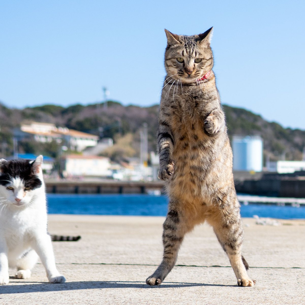 久方 広之「のら猫拳」 (@sakata_77) / Posts / X