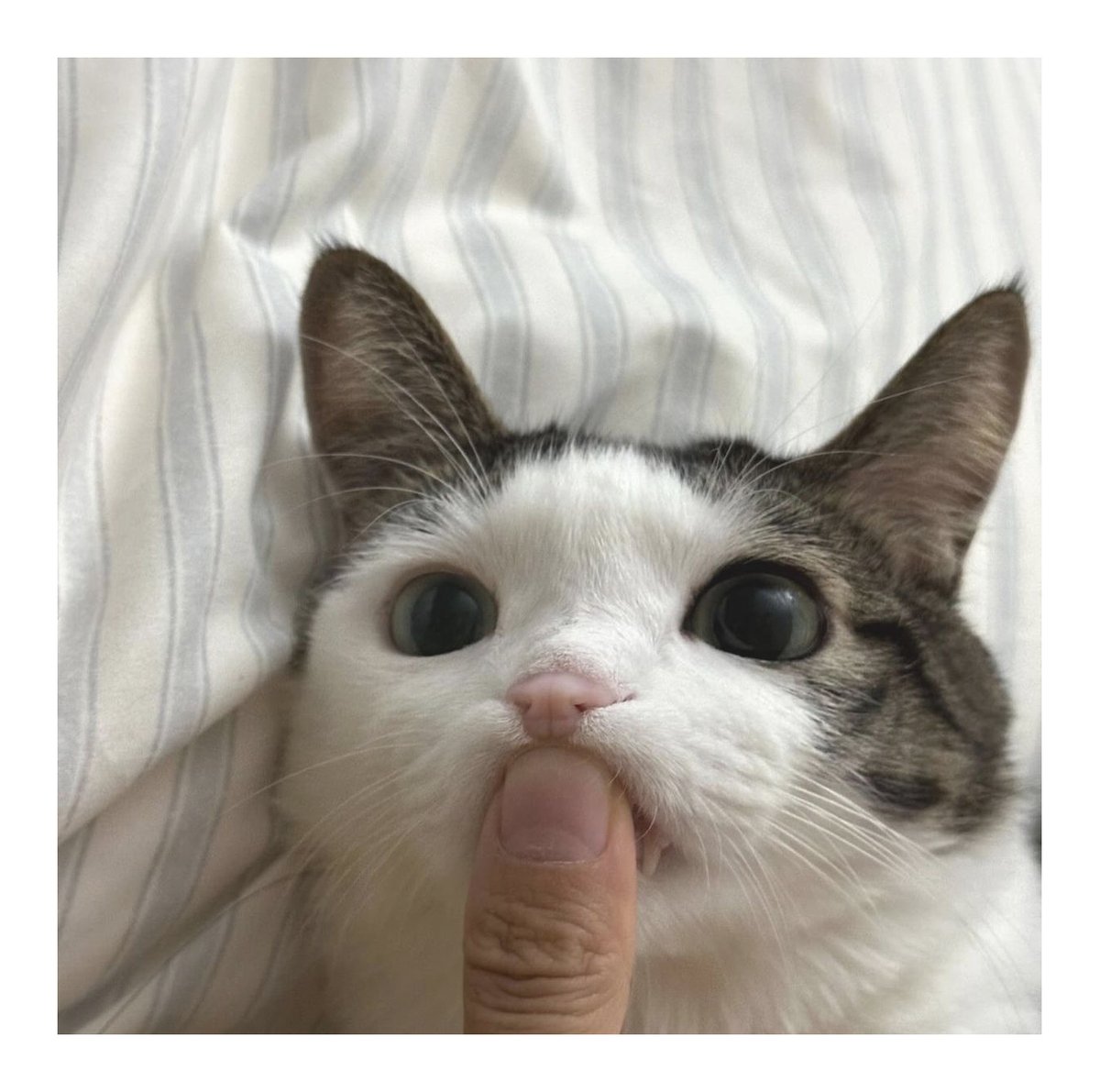 Shh, not a word, my little kitty