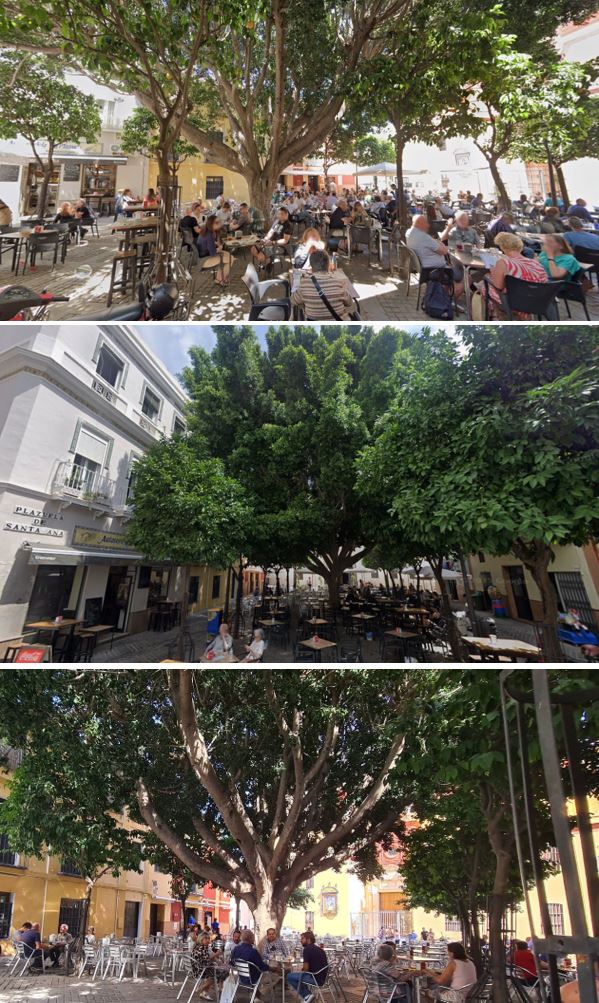 SOSterritorios's tweet photo. 📌@Ayto_Sevilla es el gran responsable de la muerte del #Ficus monumental, de 13 m. de altura, de la #PlazuelaDeSantaAna de #Triana:
-NO tenía #Alcorque, solo un minúsculo y estrecho círculo de ladrillos.
-El rayo que lo fulminó, fue atraído por las mesas metálicas de los #Bares. https://t.co/rjLxW98Q2j