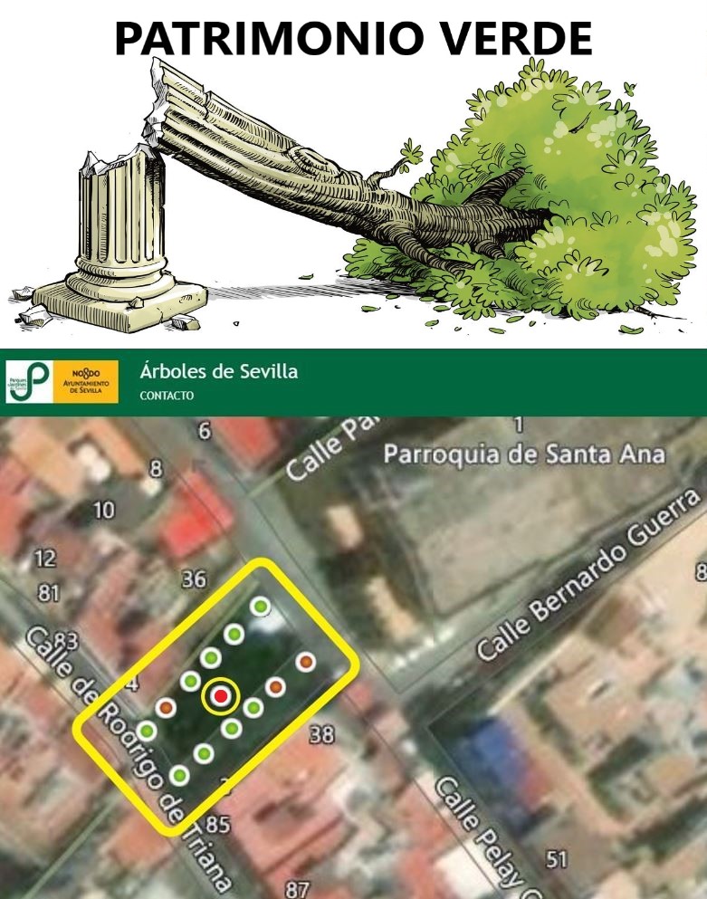 📌<a href="/Ayto_Sevilla/">Ayuntamiento de Sevilla</a> es el gran responsable de la muerte del #Ficus monumental, de 13 m. de altura, de la #PlazuelaDeSantaAna de #Triana:
-NO tenía #Alcorque, solo un minúsculo y estrecho círculo de ladrillos.
-El rayo que lo fulminó, fue atraído por las mesas metálicas de los #Bares.