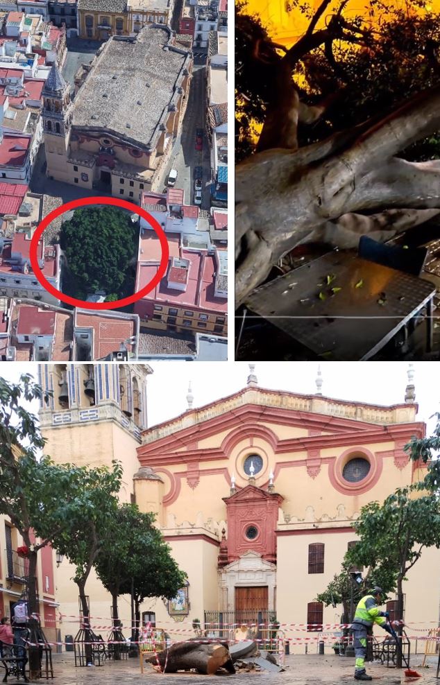 SOSterritorios's tweet photo. 📌@Ayto_Sevilla es el gran responsable de la muerte del #Ficus monumental, de 13 m. de altura, de la #PlazuelaDeSantaAna de #Triana:
-NO tenía #Alcorque, solo un minúsculo y estrecho círculo de ladrillos.
-El rayo que lo fulminó, fue atraído por las mesas metálicas de los #Bares. https://t.co/rjLxW98Q2j