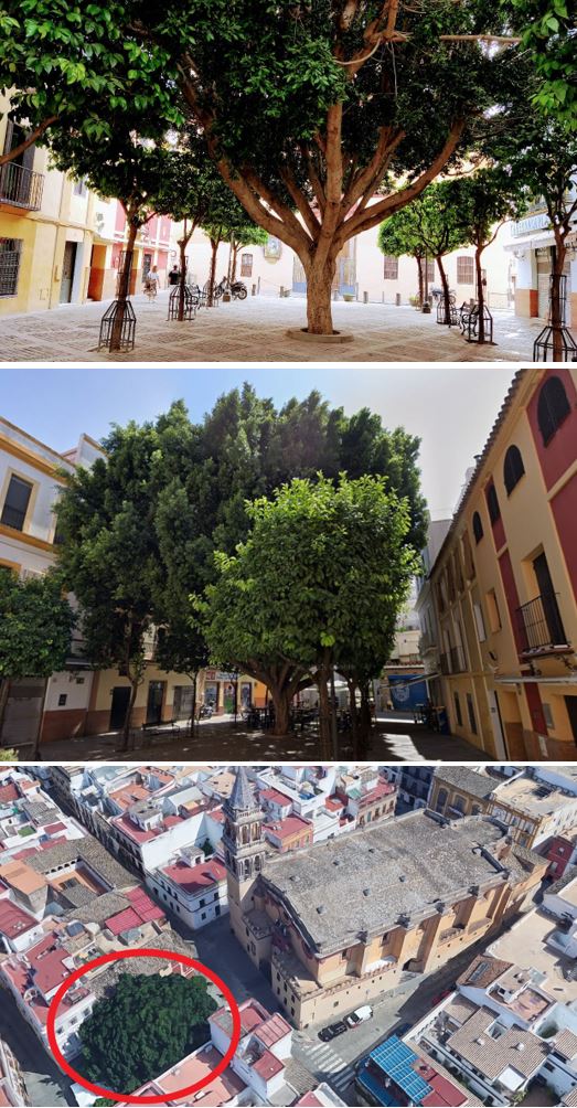 SOSterritorios's tweet photo. 📌@Ayto_Sevilla es el gran responsable de la muerte del #Ficus monumental, de 13 m. de altura, de la #PlazuelaDeSantaAna de #Triana:
-NO tenía #Alcorque, solo un minúsculo y estrecho círculo de ladrillos.
-El rayo que lo fulminó, fue atraído por las mesas metálicas de los #Bares. https://t.co/rjLxW98Q2j