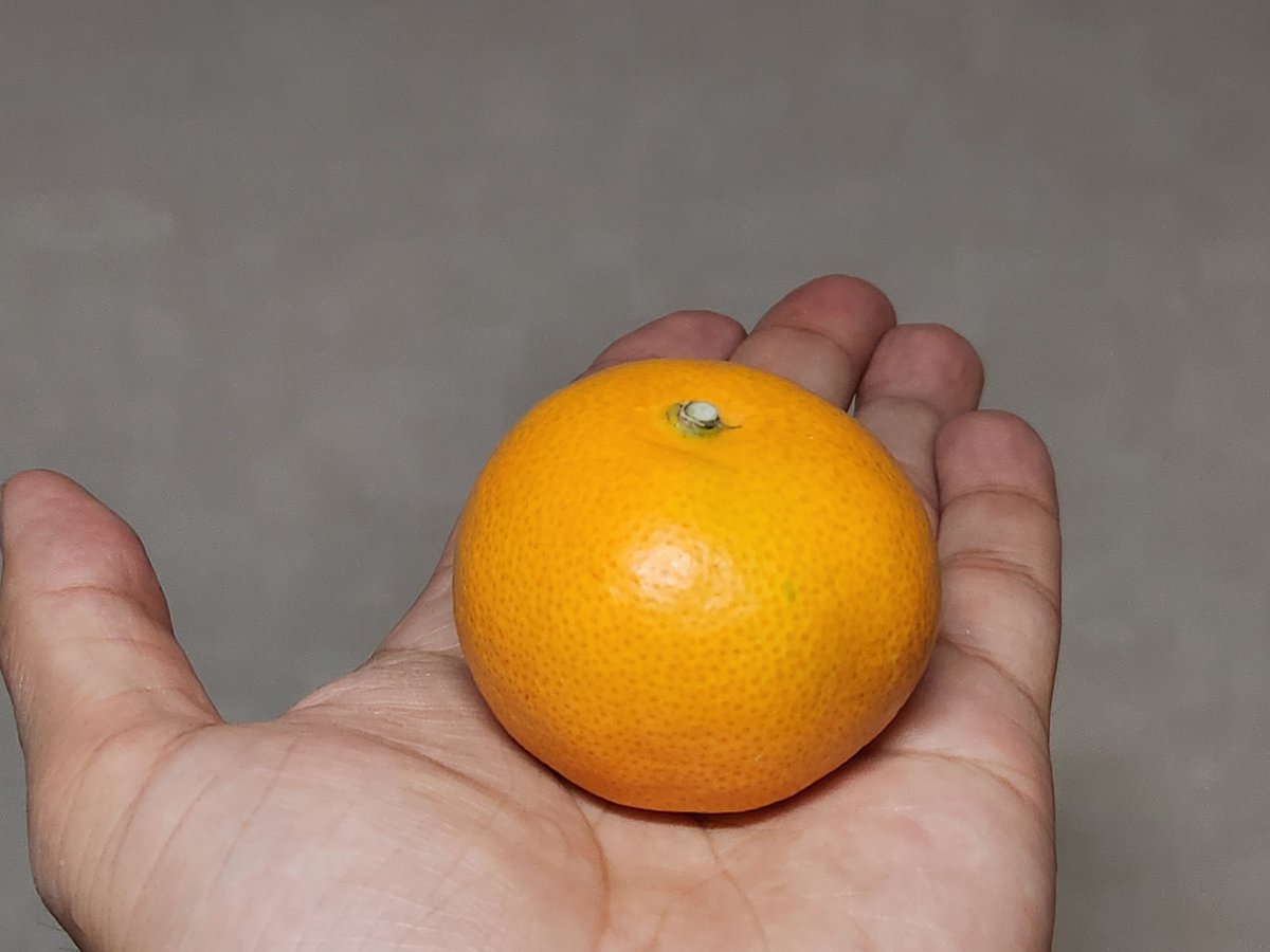 【お願い】
すっぱいみかんは手で…

揉んでください！！！！！
揉んでください！！！！！
揉んでください！！！！！

みかんは揉んで1時間ほど置いておくと酸が抜けて甘く感じるようになります。

おいしいみかんで試すと味がぼけるので、すっぱいと思ったときだけ試してみて！！