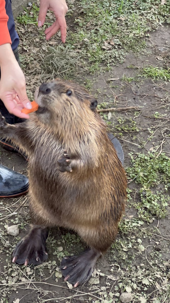 ®️様確認ハスキー　ラブラドール　龍 降臨チャレンジに登場する 「深海龍・ディプシオール」の図鑑もご紹介