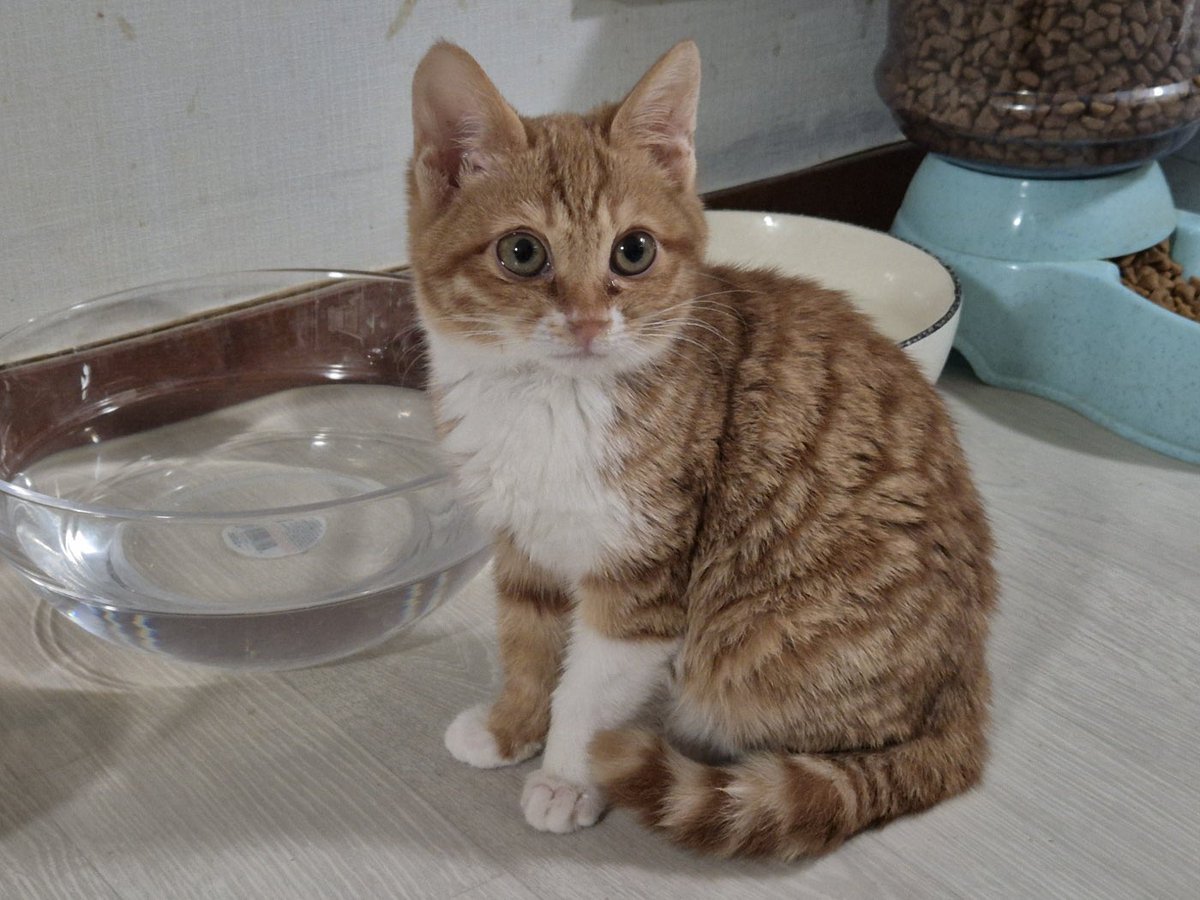 바나 문의 없습니다 개냥이고 실물이 동글동글 더 귀여워요 친구인 초코랑도 잘 지낸대요 외동도 좋고 둘째셋째로도 추천드려요! 올해는 늦었지만… 내년엔 꼭 새해 선물같은 가족이 찾아오길🥺🩵
➡️입양신청: naver.me/xOdflaQy