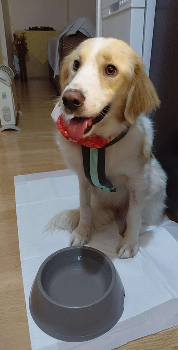 rikoulini's tweet image. Έχουμε χάσει το σκυλάκι !ονομάζεται ιρις χάθηκε στην περιοχή του Κερατσινίου στις 17.00 σήμερα σας παρακαλώ κοινοποιήστε
6907298716