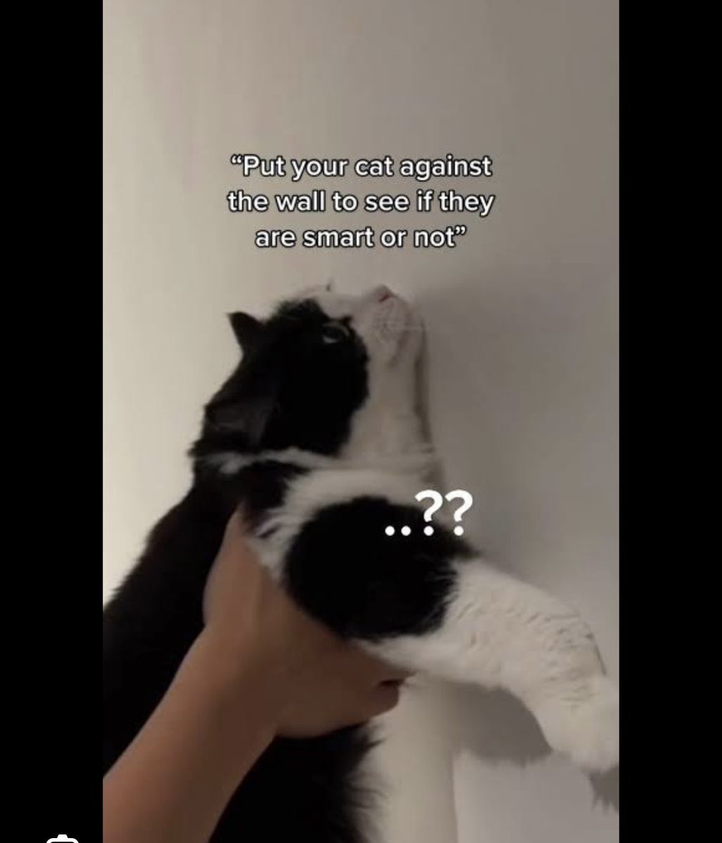 miyuki_yoruna's tweet image. 😺??

#vestiazeta #Zetacrylic