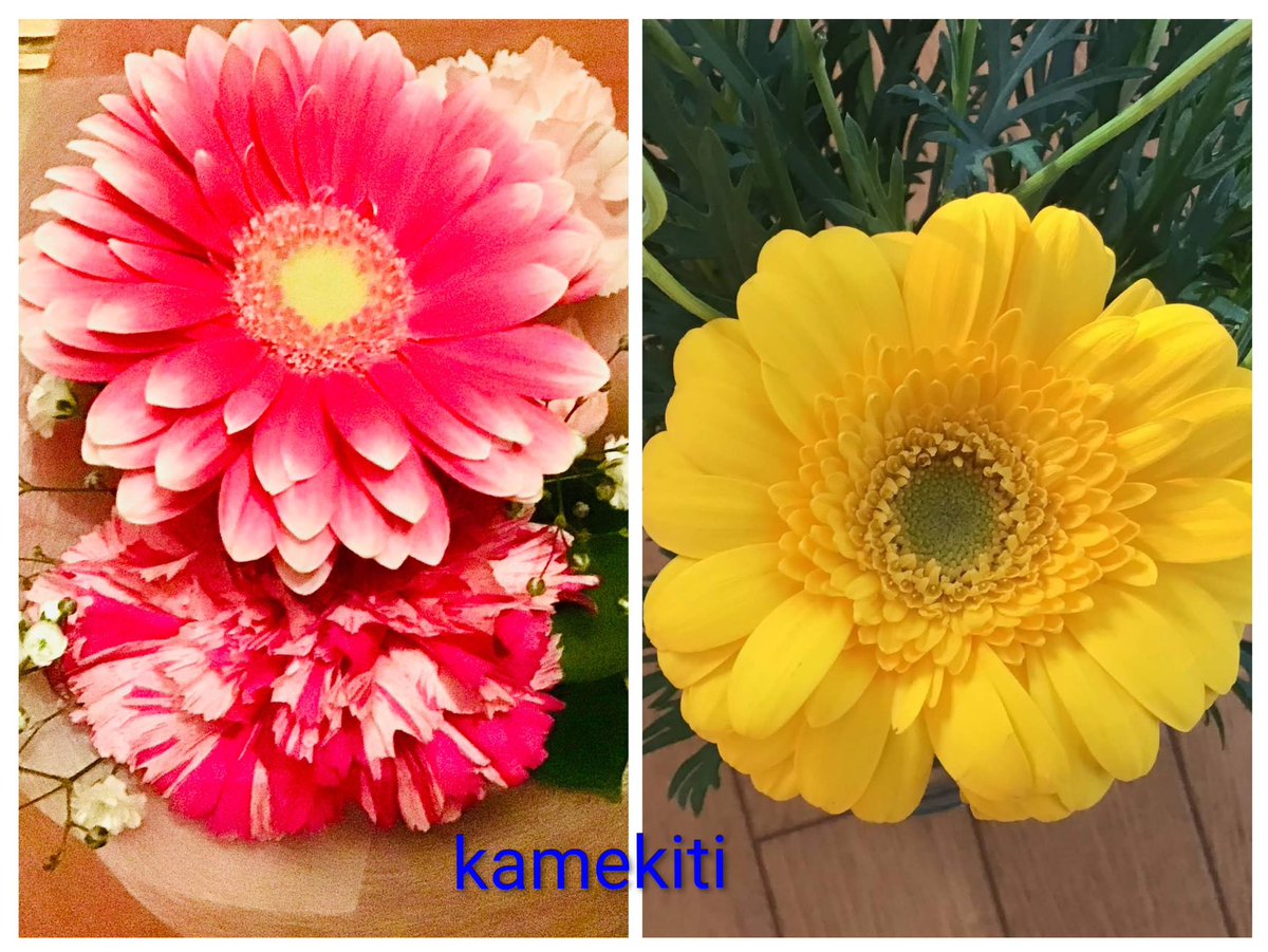 かめきち♬︎♡プロフ必読♬︎♡になります。 かめきち (@kamekichi_pso2) / Posts / X