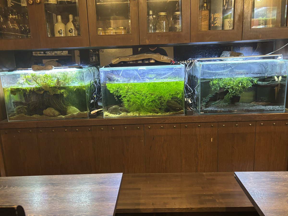 a-aqua (@aqua88257188) / Posts / X