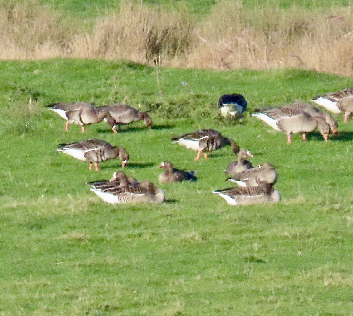 Mayfieldbirder's tweet image. White-fronted Goose Anser albifrons appearing in good numbers at #PettLevel at the weekend - I counted 32 which coincidentally was the same as reported in 2024. Also Brent (2) but Canada &amp;amp; Greylag dominated in large numbers. 
@SussexOrnitholo 
@BTO_Sussex