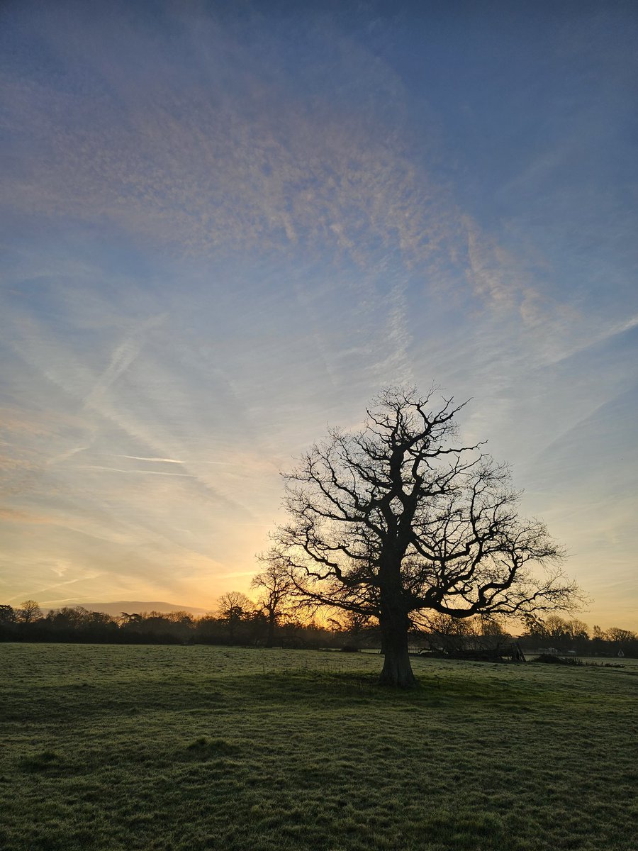 Morning #TreeClub 🌳