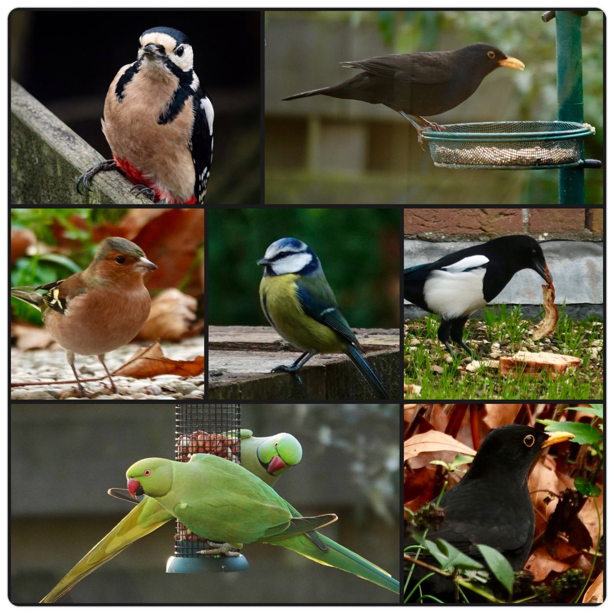 adriana57's tweet photo. Goedemorgen, wat foto’s van #vogels uit de #tuin , met een bijzondere bezoeker de #specht .
Fijne dinsdag👋 https://t.co/dpJ6lxjW0u