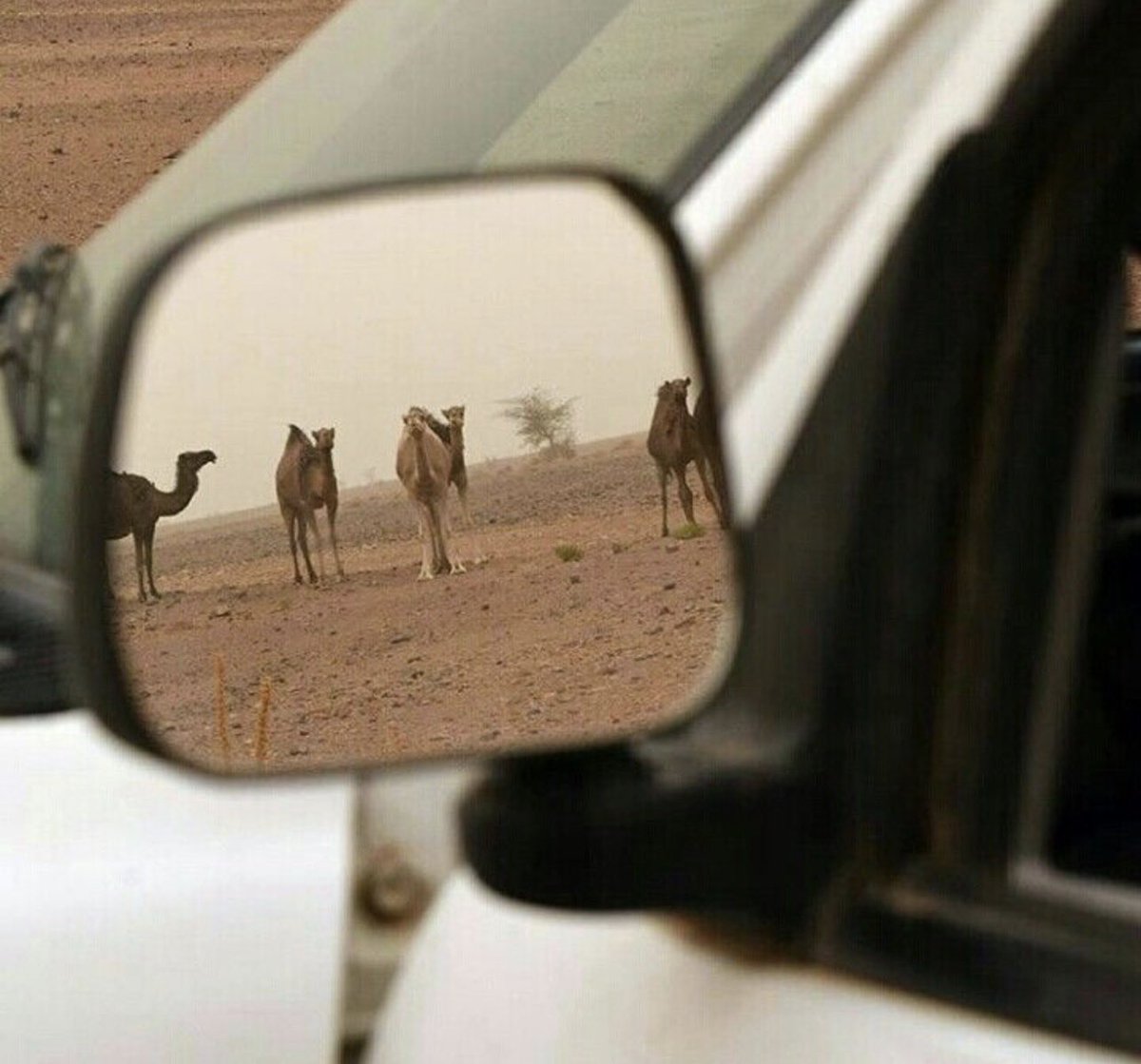 السنافي وده إن كل خلق الله بخير 
والردي لو في يده حبل الأرزاق أقطعه .