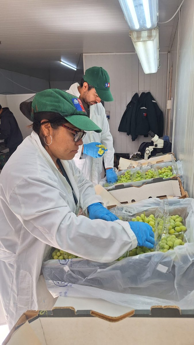 sagchile's tweet image. Avanza la temporada de cosechas de uva de mesa de exportación en #Atacama. Esta vez inspectores/as del @sagchile verificaron la condición fitosanitaria de fruta producida en el valle de Alto del Carmen, que va con destino a #Holanda.