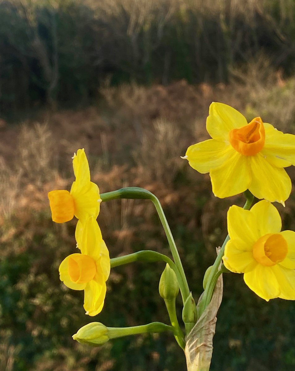 bakrim2000's tweet photo. No snow but amazing & warm colours..🌼
#daffs #Cornwall https://t.co/F4AM4FX45e