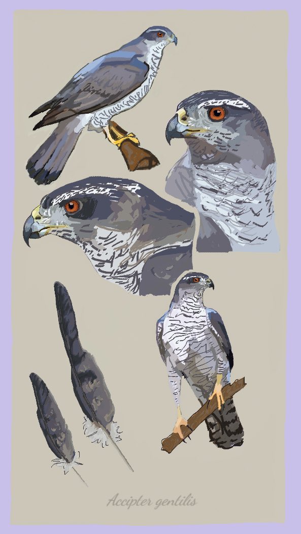 Piedwagt tweet media