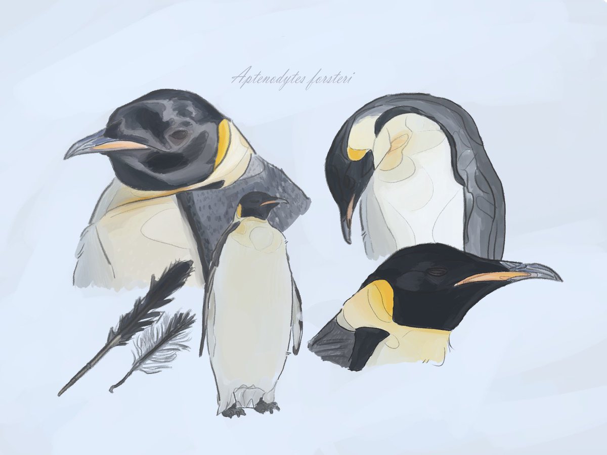 Piedwagt tweet media