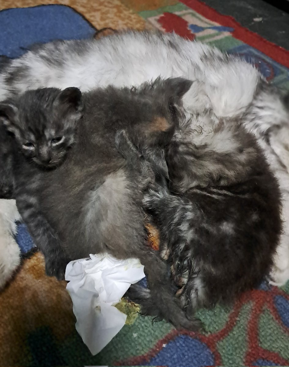 Baby blues anj kucing anj kucing anj brisik brisik brisik. maknye tolol, anaknya kyk toa semua brisik anj brisik BAU TAI BRISIKK