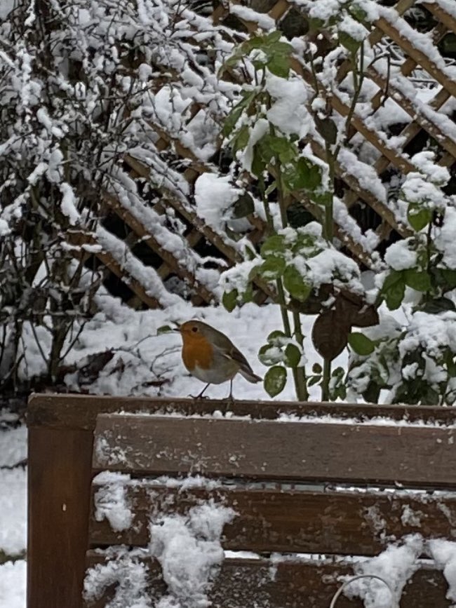 Callum McLaughlin tweet media