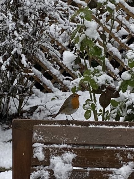 Callum McLaughlin tweet media