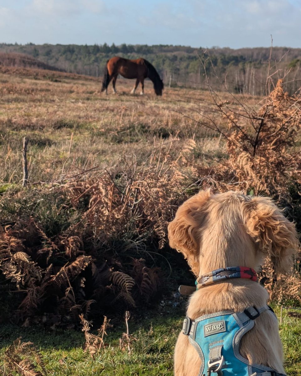 newforestcloth's tweet photo. Forest trails or seaside vibes? 🌲🌊 Gus the Gundog doesn’t care, but you’ll want the right kit 🐾. Stay warm, comfy and stylish with the New Forest Clothing range. https://t.co/YXnVRjmtWR