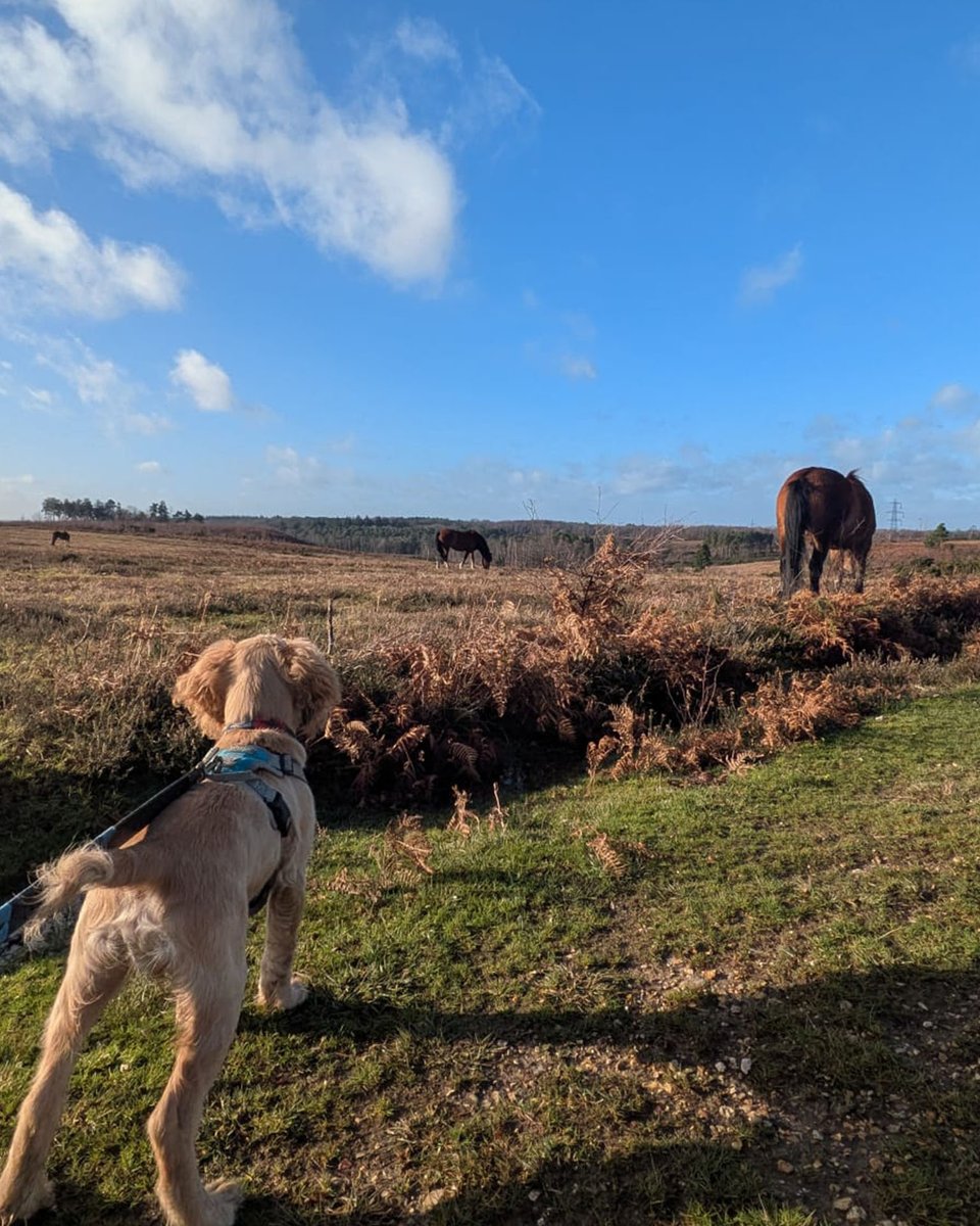 newforestcloth's tweet photo. Forest trails or seaside vibes? 🌲🌊 Gus the Gundog doesn’t care, but you’ll want the right kit 🐾. Stay warm, comfy and stylish with the New Forest Clothing range. https://t.co/YXnVRjmtWR