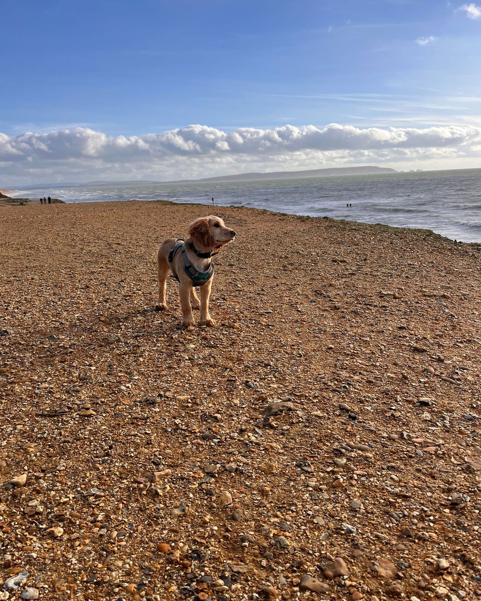 newforestcloth's tweet photo. Forest trails or seaside vibes? 🌲🌊 Gus the Gundog doesn’t care, but you’ll want the right kit 🐾. Stay warm, comfy and stylish with the New Forest Clothing range. https://t.co/YXnVRjmtWR