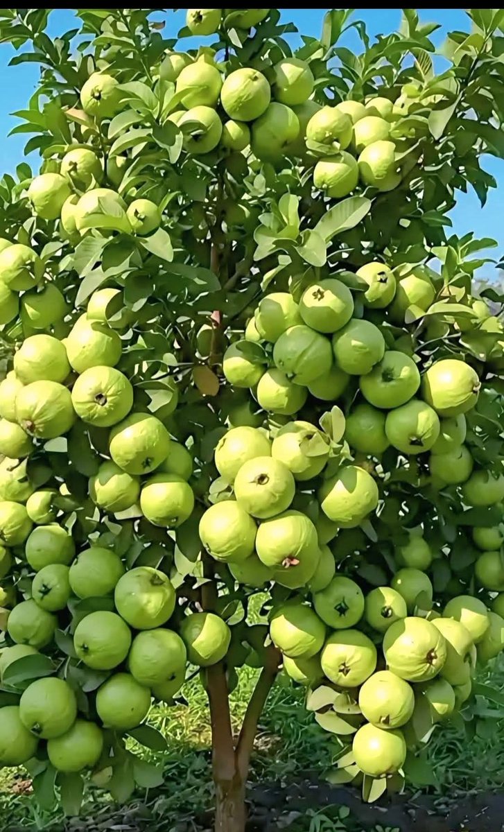 onmyway1133's tweet photo. What is this called? https://t.co/RrewOWaOu9
