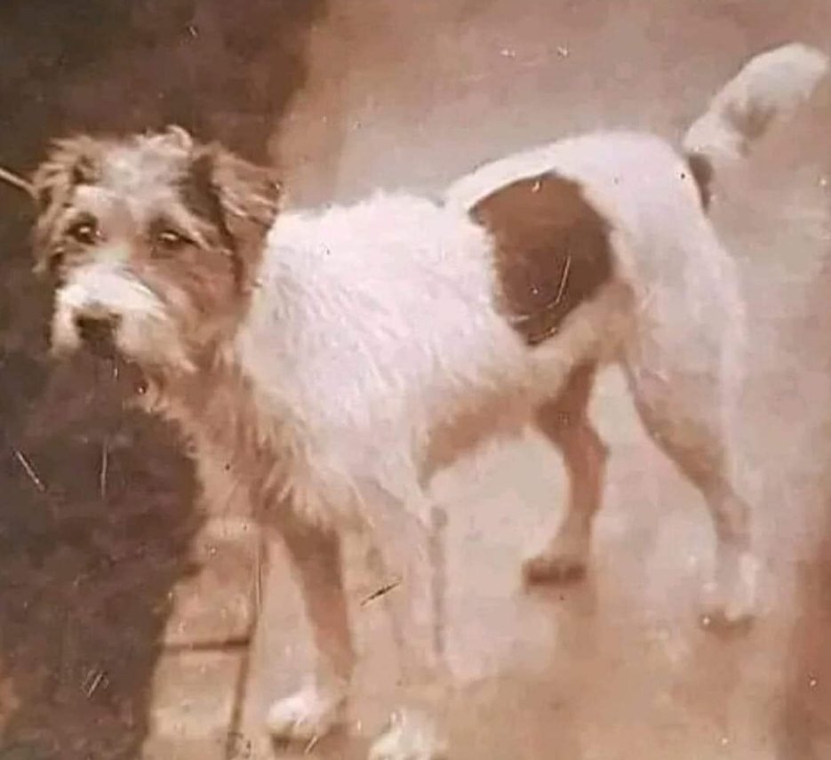 BestinDogs's tweet image. This dog's name was Gunner. My uncle brought him back from WW2. He was raised and slept under my uncle's anti- aircraft gun. The gun crew shared their
rations to feed him. By the time he was 18 months old, my uncle said he would stand up and look at the sky. If he laid back down…