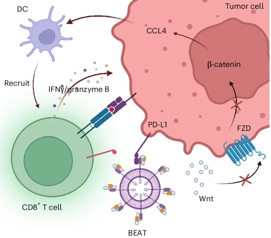 Ke Cheng, Ph.D. tweet media