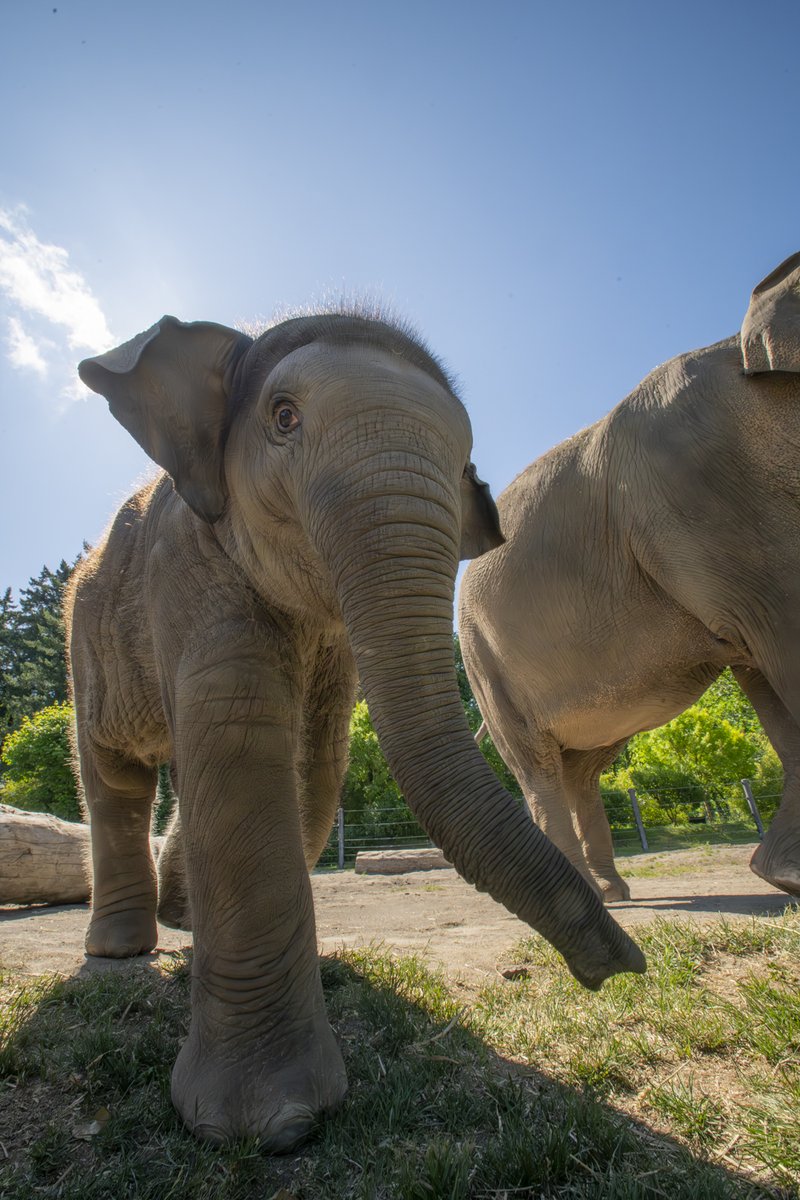 OregonZoo's tweet image. you nose it's tiny trunk tuesday