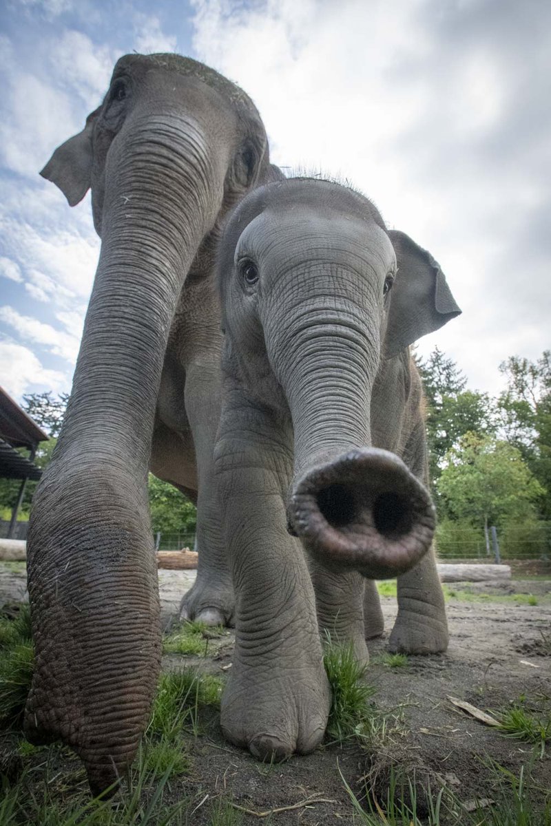 OregonZoo's tweet image. you nose it's tiny trunk tuesday