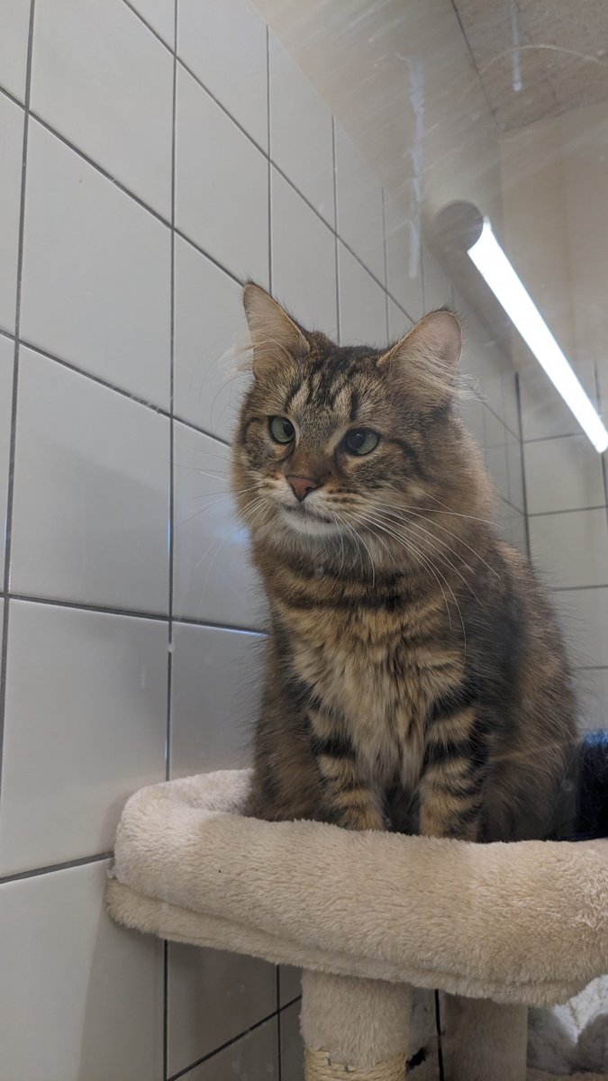 Weezy est une chatte senior encore très vive 😽 avec un petit caractère et une caractéristique physique👁qui la rend encore plus séduisante 😍 
Elle est timide mais une fois en confiance c'est câlin 🤗et ronron 💤à volonté 
#AdoptDontShop 🆘
#spa #Gennevilliers