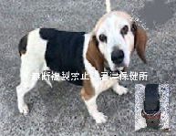 🆘緊急🆘#収容犬
🆘収容期限1/14(水)
1/5(月)#千葉県 #君津市 #笹 
茶首輪♂#ビーグル
📲君津保健所🙇🏻‍♂️
#迷い犬 #迷子犬 #保護犬 #狩猟犬 #猟犬 #犬 #イヌ #いぬ #beagle #びーぐる #ビーグル犬 #大多喜町 #市原市 #富津市 #鴨川市 #上総亀山 #濃溝温泉千寿の湯 #ふれあいパークきみつ #亀山温泉ホテル