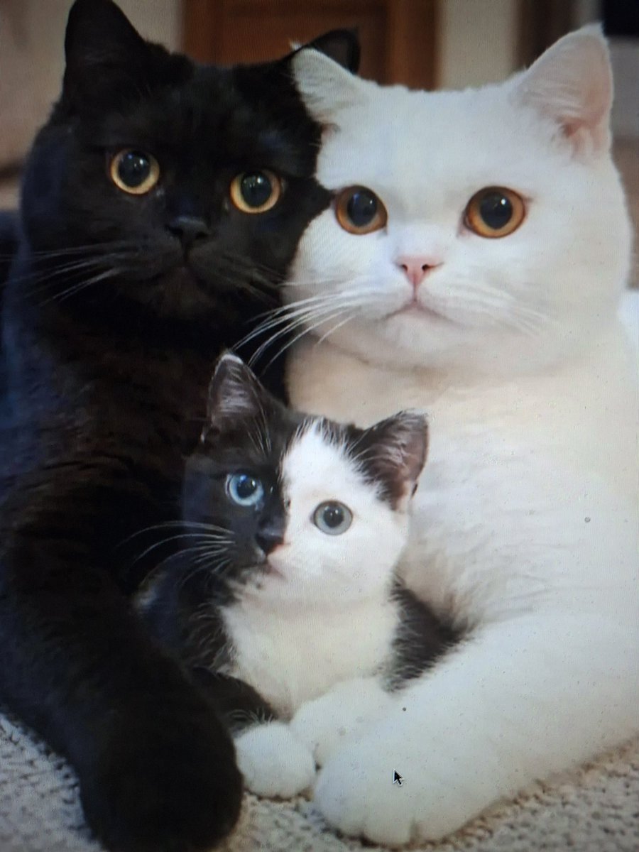 Tweet sponsorisé par le whisky  " Black and White " 😹😻😼