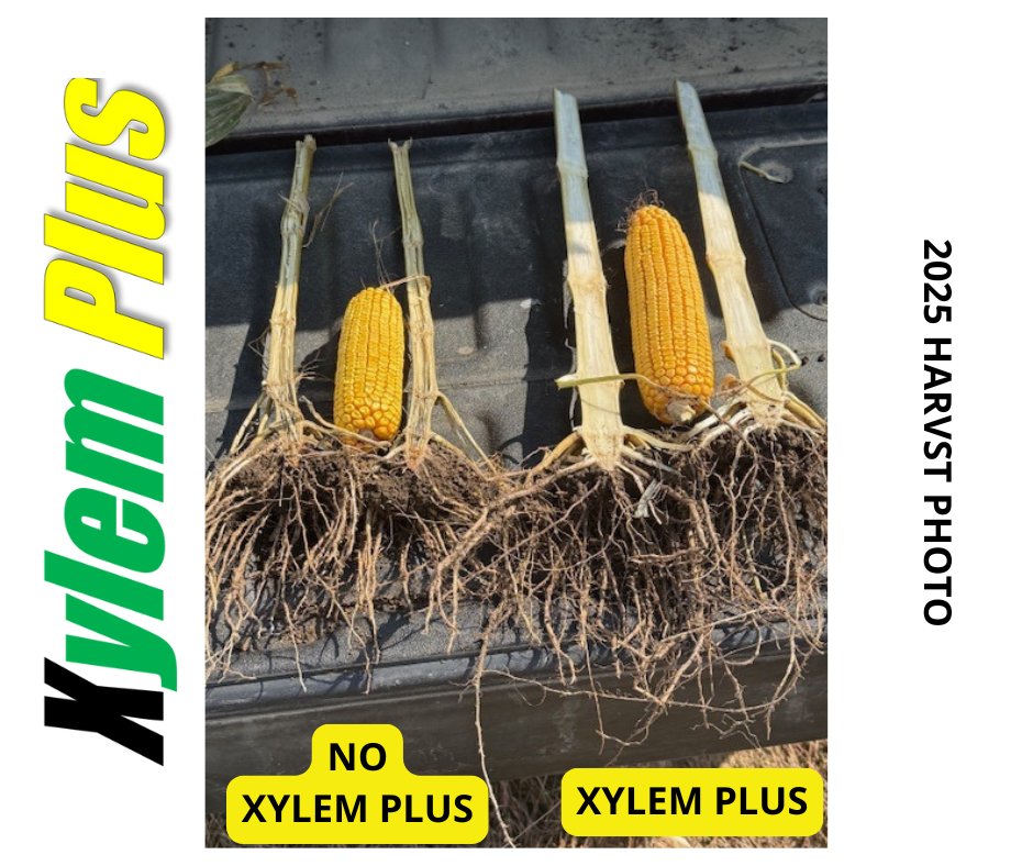 AgPerformanceBC's tweet image. Protect your yield potential with Xylem Plus — long-lasting residual control against common stalk and stem diseases. 

Give us a call or visit us online to find out more: 
📞641-562-2370 🌐agperformance.com/xylem-plus
#XylemPlus #AgPerformance #CropProtection
