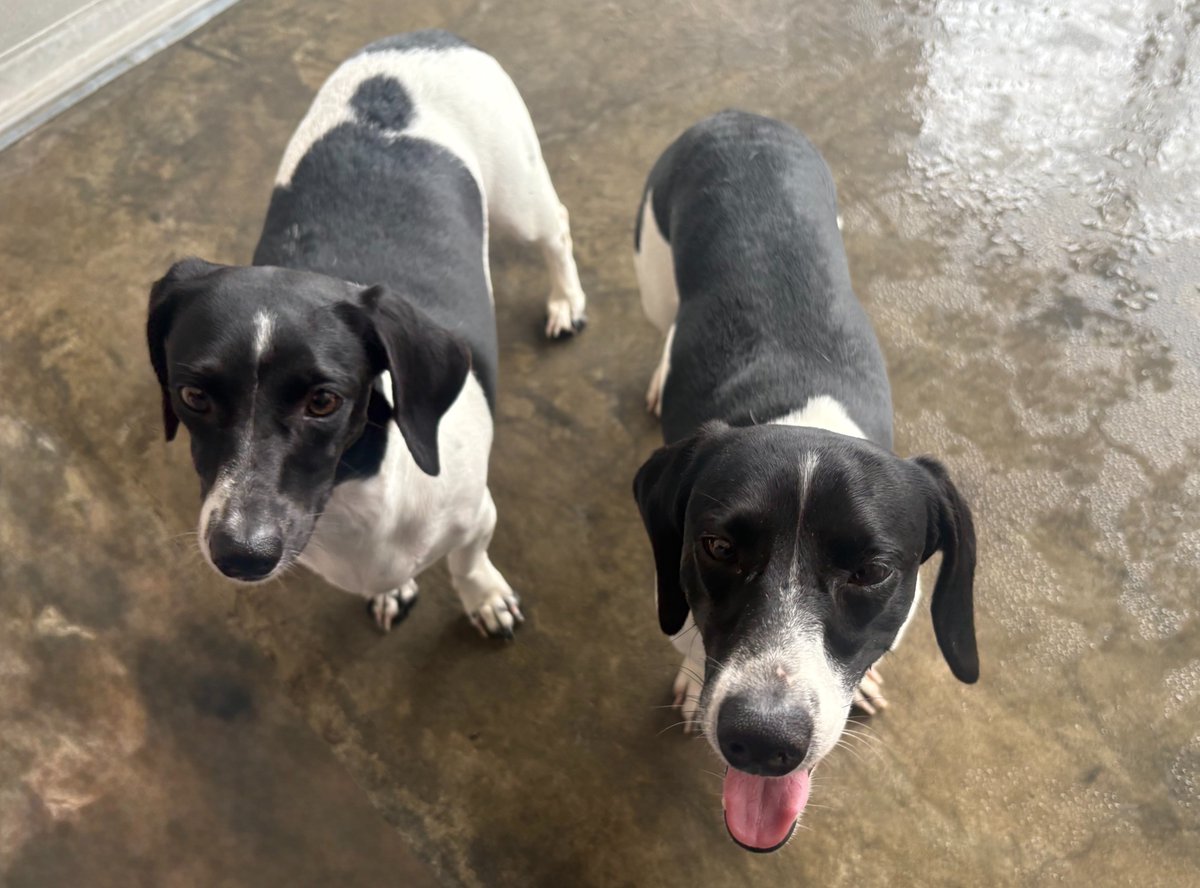 🐾 DOGS FOUND: This sweet boy and girl were found loose in the Pearce on the Lake apartment complex.

🐶 If you are their owner, or know who is, please contact the City of Webster Humane Services division at 281-316-3709. 

#WebsterTX #WebsterRescues