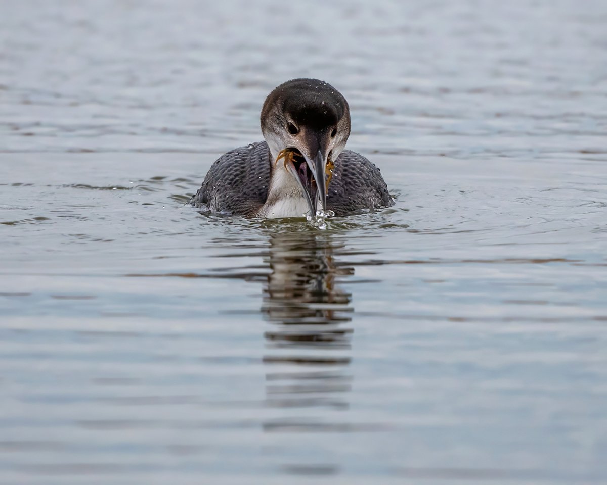 Phill Gwilliam tweet media