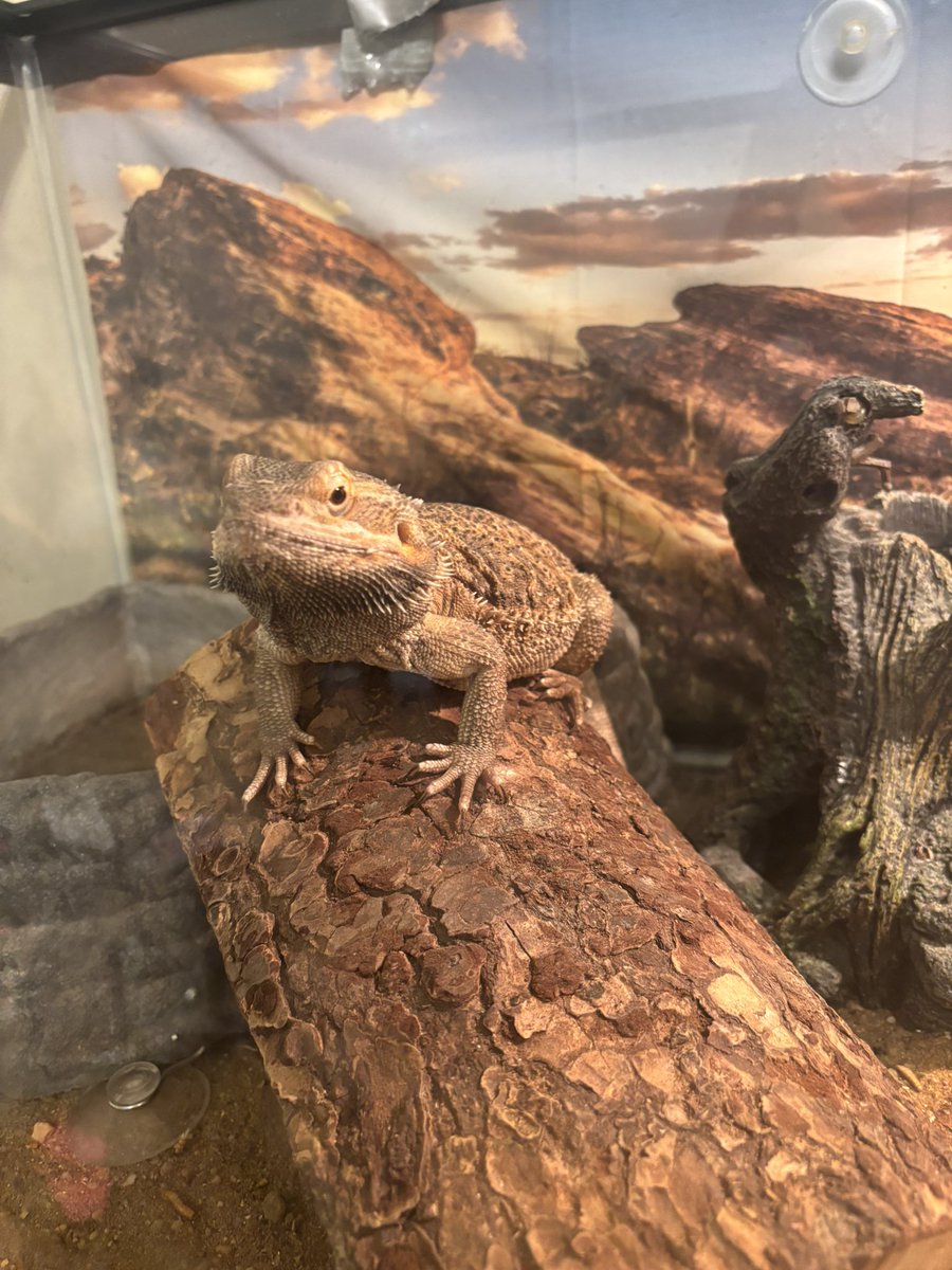 No boobs or ass…. Have FALCO the Bearded Dragon….. he is good boy!!!❤️❤️