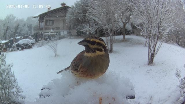 bertoli1966's tweet image. After many years some snow in Doberdo'..