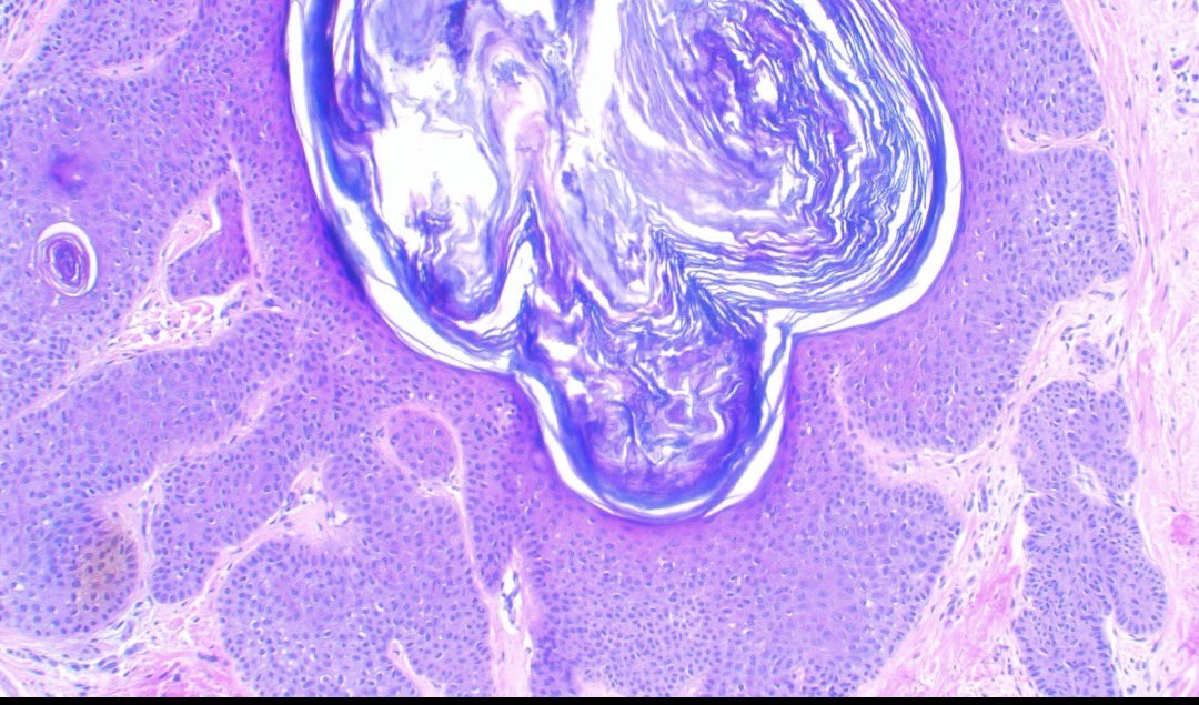 Jose Candido tweet media