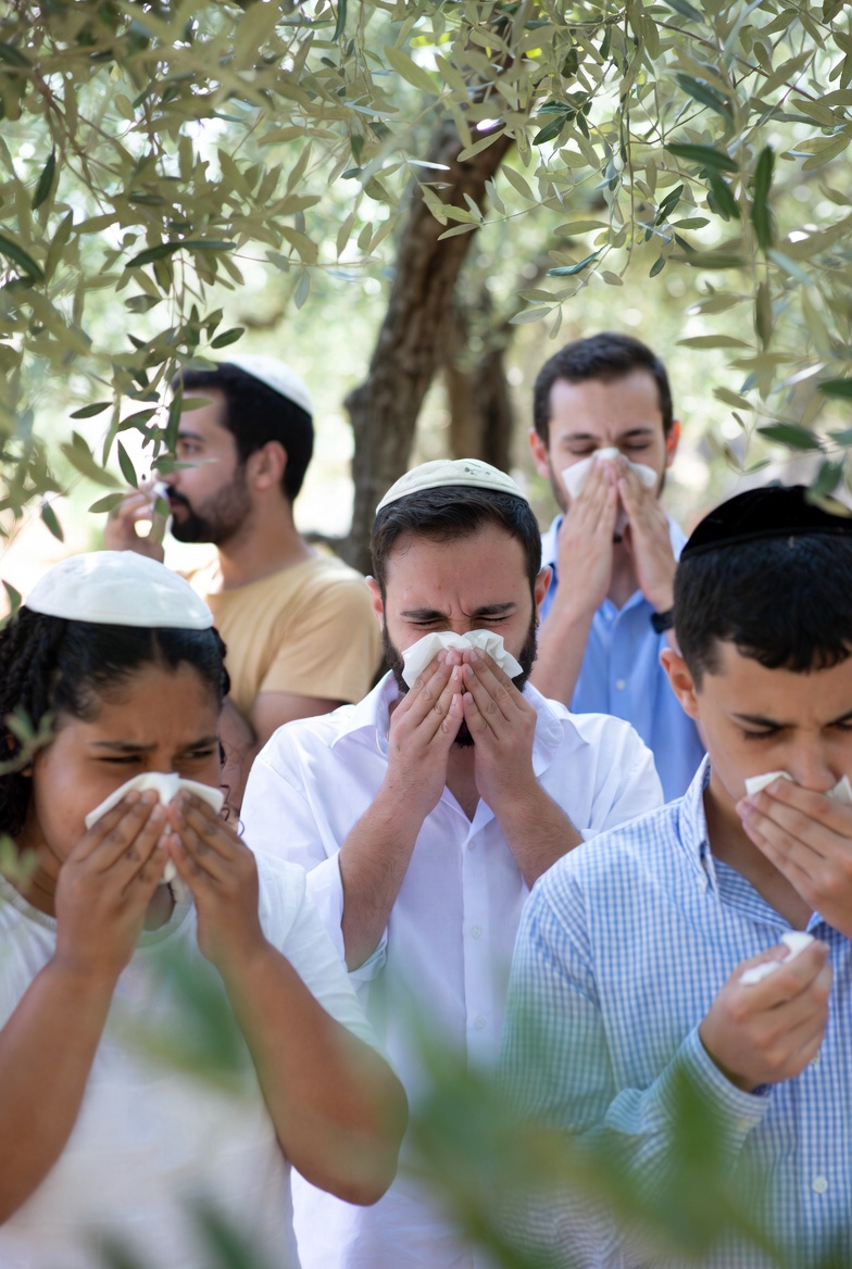 EniorJimenez's tweet image. Estudio científico de 1996, "Hypersensitivity to pollen of Olea europaea in Israel": 

– "Las reacciones cutáneas positivas al polen de olivo, entre los pacientes atópicos de la población judía, son bastante elevadas en las zonas donde abundan los olivos (66 %) ... La…