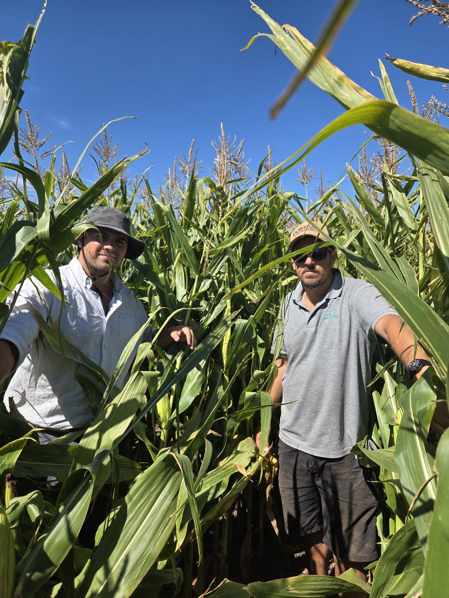 Ignacio Guggeri tweet media