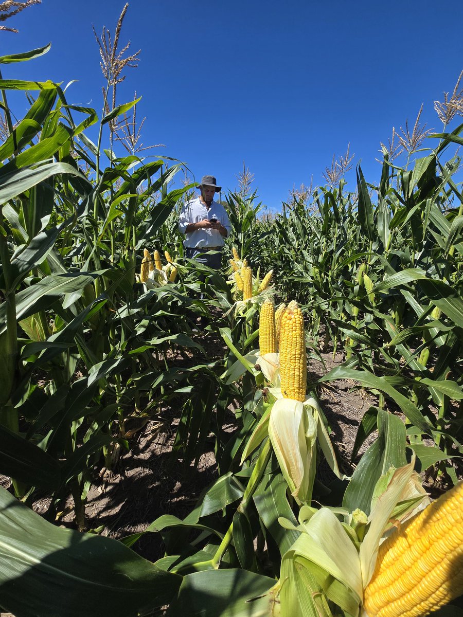 Semana de gira por el norte, ya jugando a la ruleta de cuánto van a rendir los maíces de primera.

Primeras 2 fotos de chacra de híbrido 7626 VIP3 CL a alta población > 76.000 pl/ha. Última foto chacra de híbrido 7626 VIP3 CL a > 62.000 pl

Viento en popa!
<a href="/NideraSemillas/">Nidera Semillas</a>
