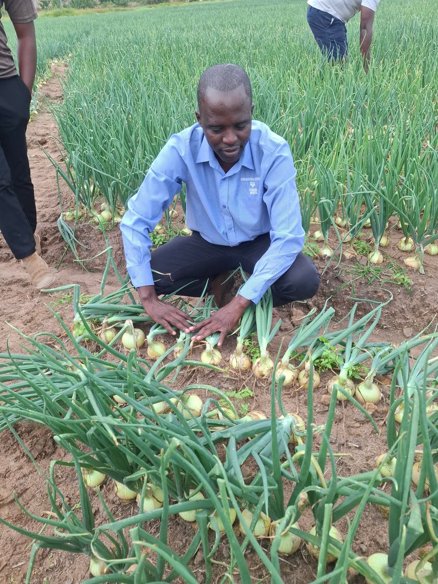 PhiriDivah's tweet photo. 1/2 Attention Onion farmers! Take note:
- Onions are a day-length sensitive crop.
- Irati and Arabella are early maturing short day-length varieties.
- If the day-length period is greater than what the variety requires, bulb formation won't occur or will be negatively impacted. https://t.co/kxYV6vojG9