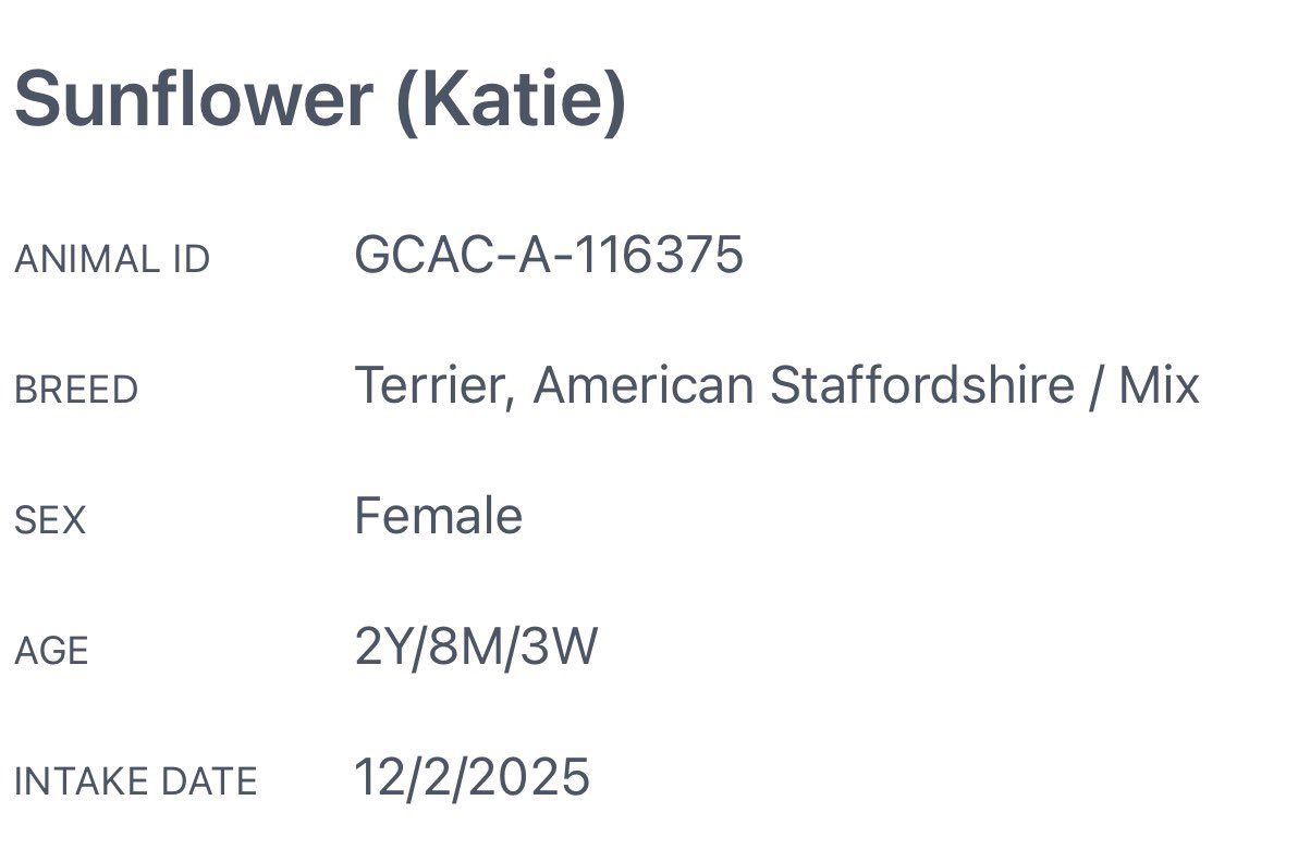 ash__almighty's tweet image. 🆘 Sunflower needs out by 1/9!
⚠️ Shelter is over capacity 
🗒️ Details in photo - she a sweet pup, slow introductions to other pets recommended 
📍 Greenville #SouthCarolina 
☎️ 864-467-3952
@Dubs4Mutts @psychicwhisper3 @PawsnTails4TX @LisaBrabson @_DOGPOOL_ #FosterMe